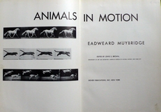 Animals in motion. 